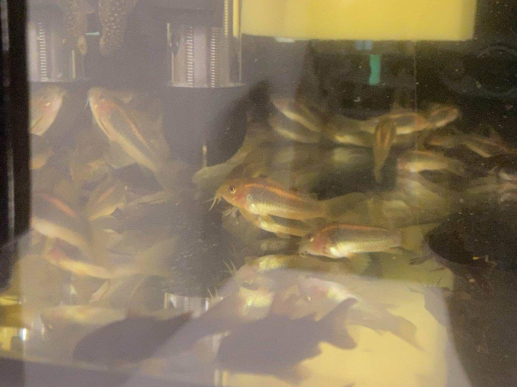 Corydoras gold laser sp. CW010