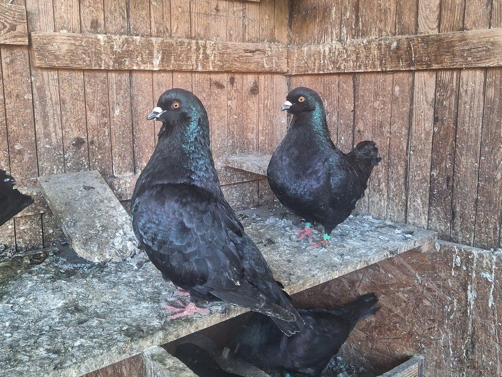 Benešovský holub černý