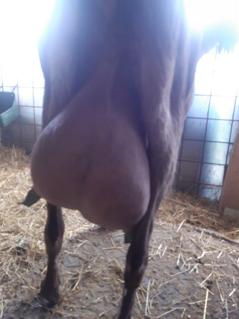 Anglonubijská koza podílová s POP