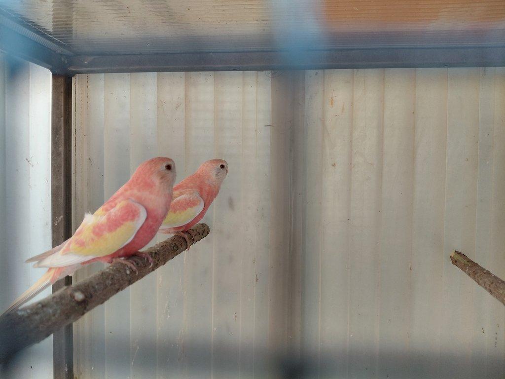 Neoféma Bourek - rubino