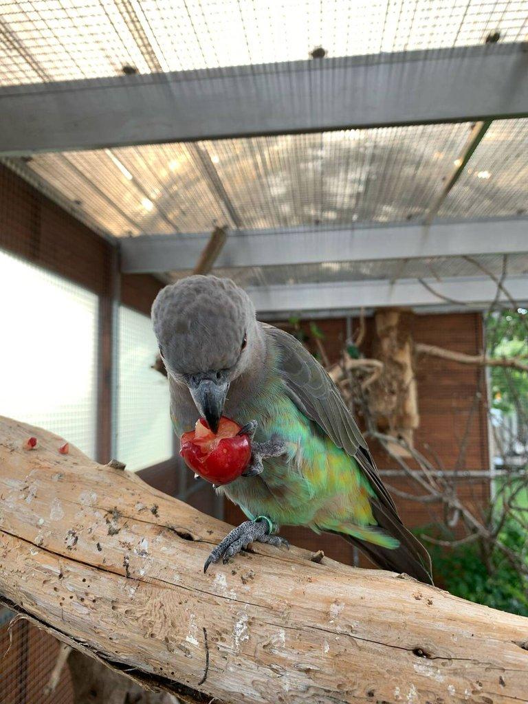 Papagáj červenobruchý Poicephalus rufiventris