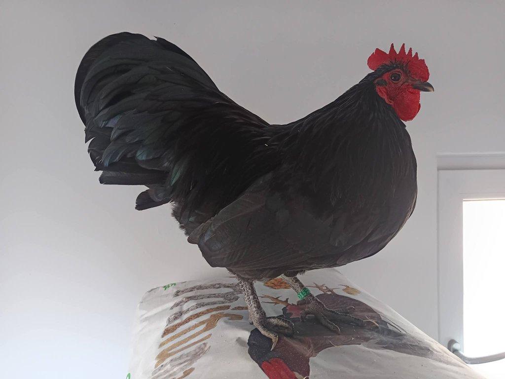 Násadová vejce zdrobnělé Australky černé a modré s lemy