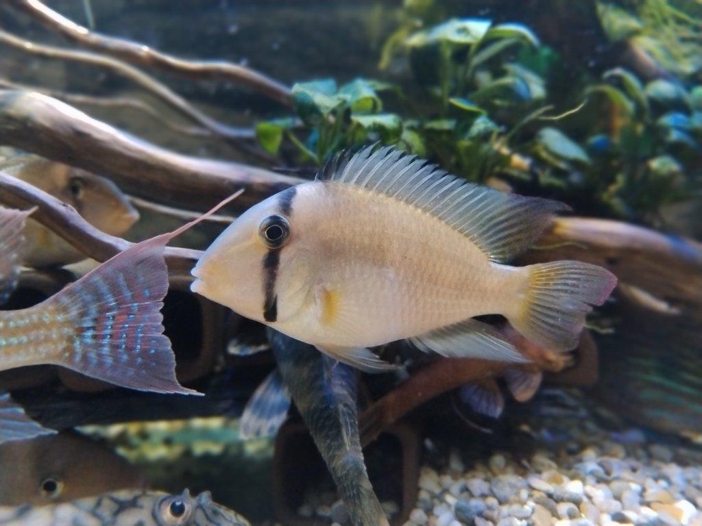 Guianacara darcya