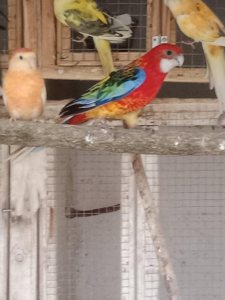 Prodám chovnou samici opalin / gg