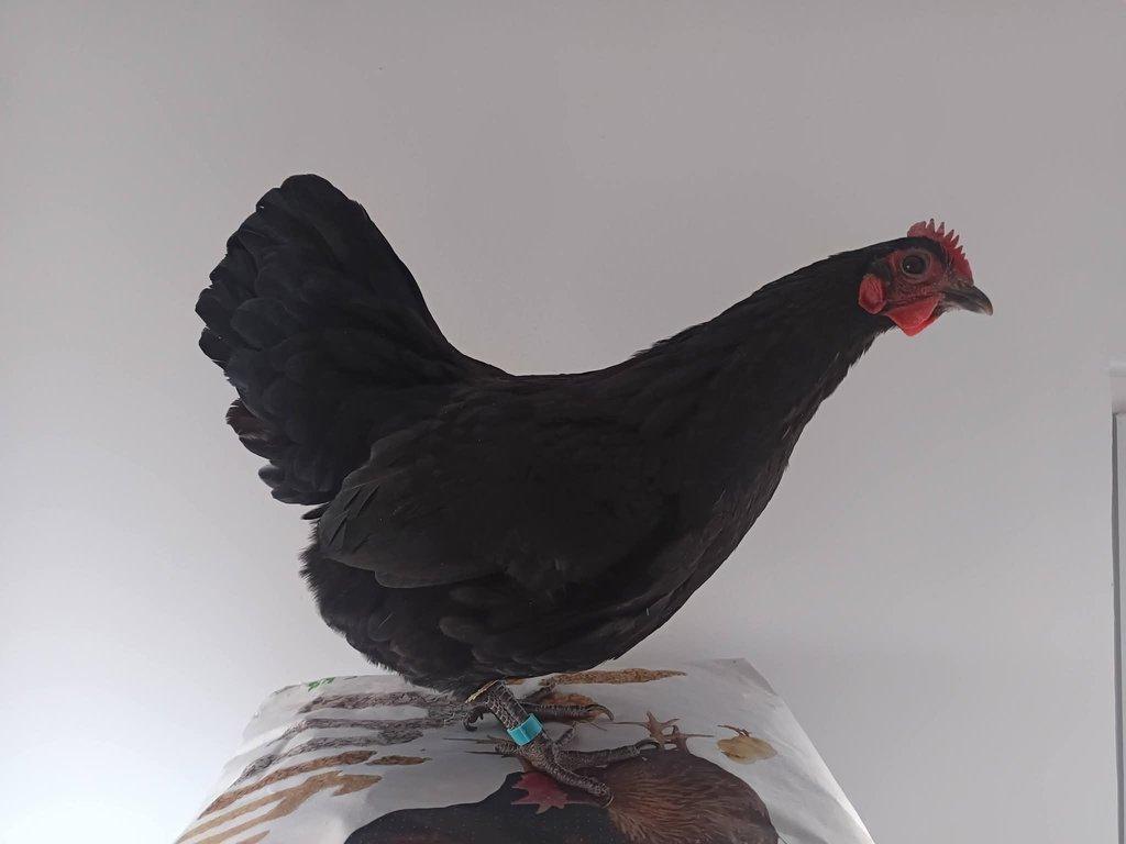 Násadová vejce zdrobnělé Australky černé a modré s lemy