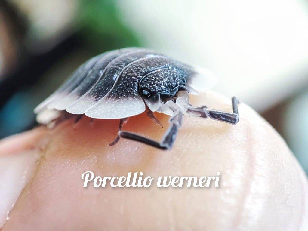Obrovská sbírka isopod