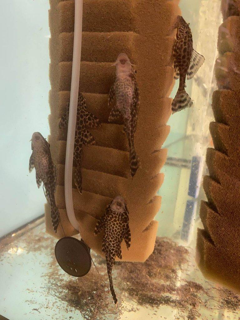 Glyptoper velkoploutvý L 165 - Glyptoperichthys gibbiceps