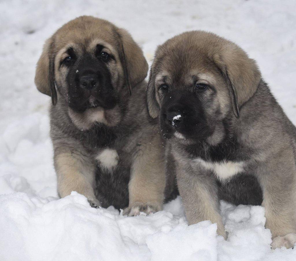 Španělský mastin- nabízíme štěňátka k odběru po 20.lednu