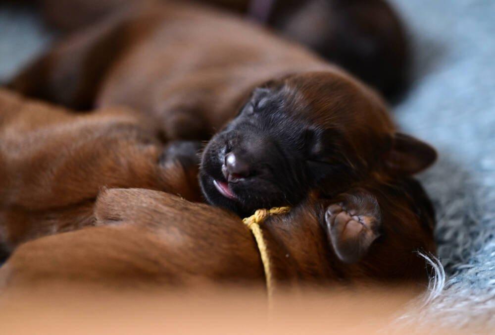 Briard - plavá štěňátka