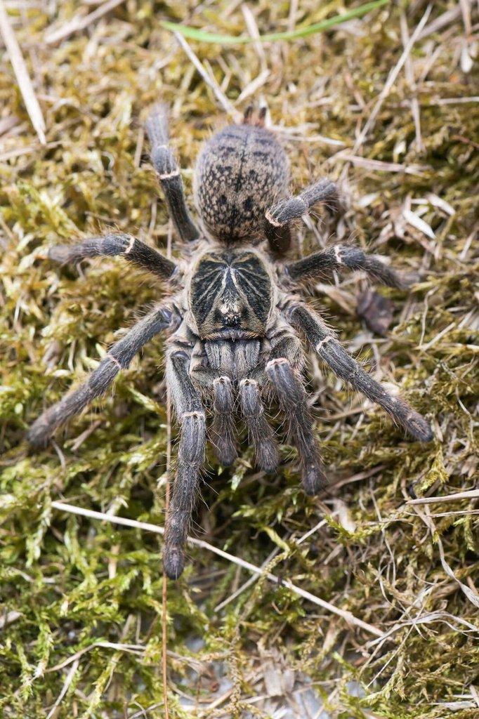 Pterinochilus chordatus 2,5-3,5cm