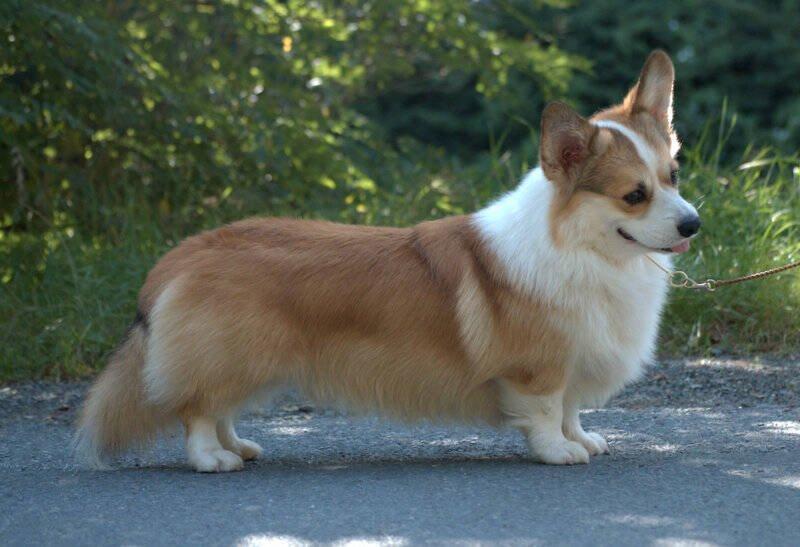 Welsh corgi pembroke