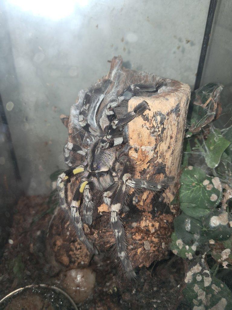 Poecilotheria regalis 0.1 adult