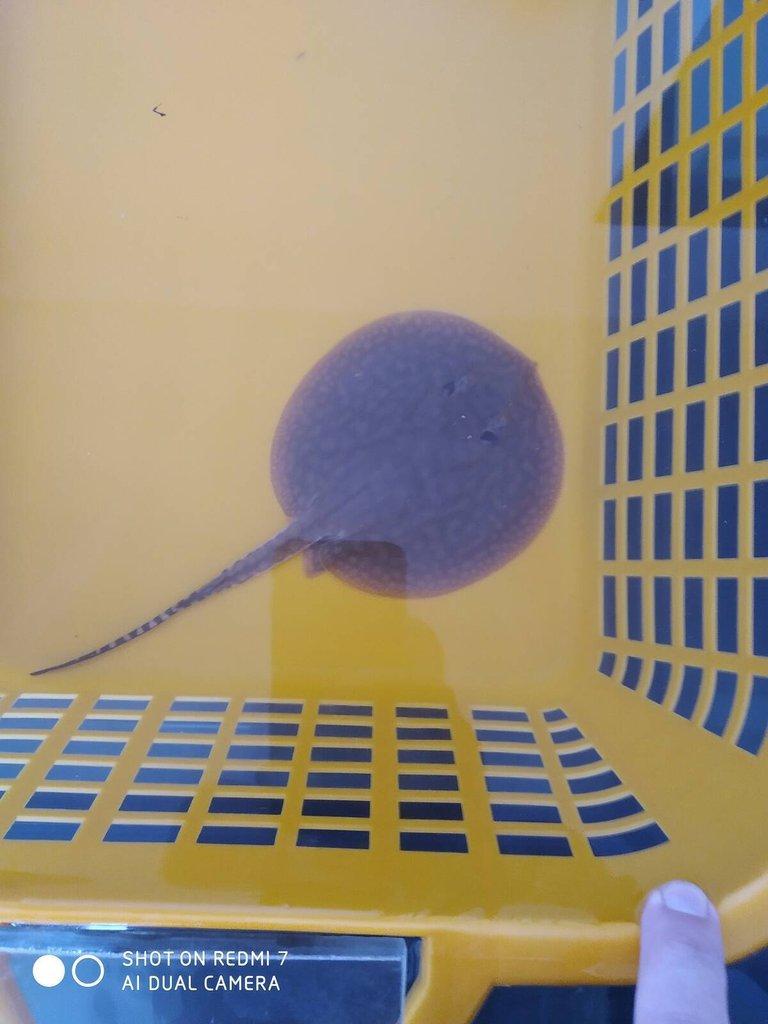 REJNOK -potamotrygon scobina
