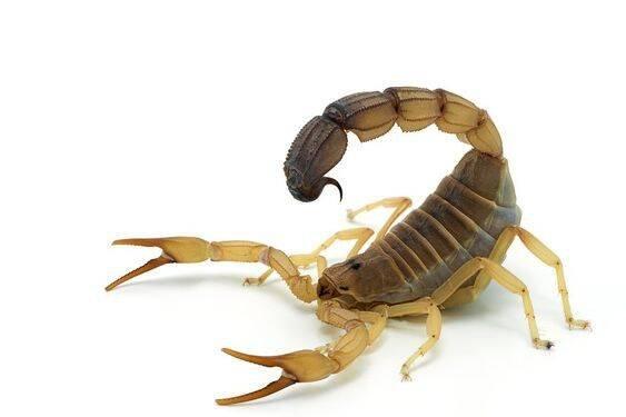 Centruroides, Tityus...