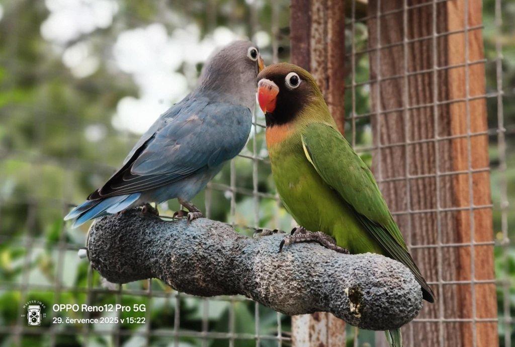 Agapornis hnědohlavý