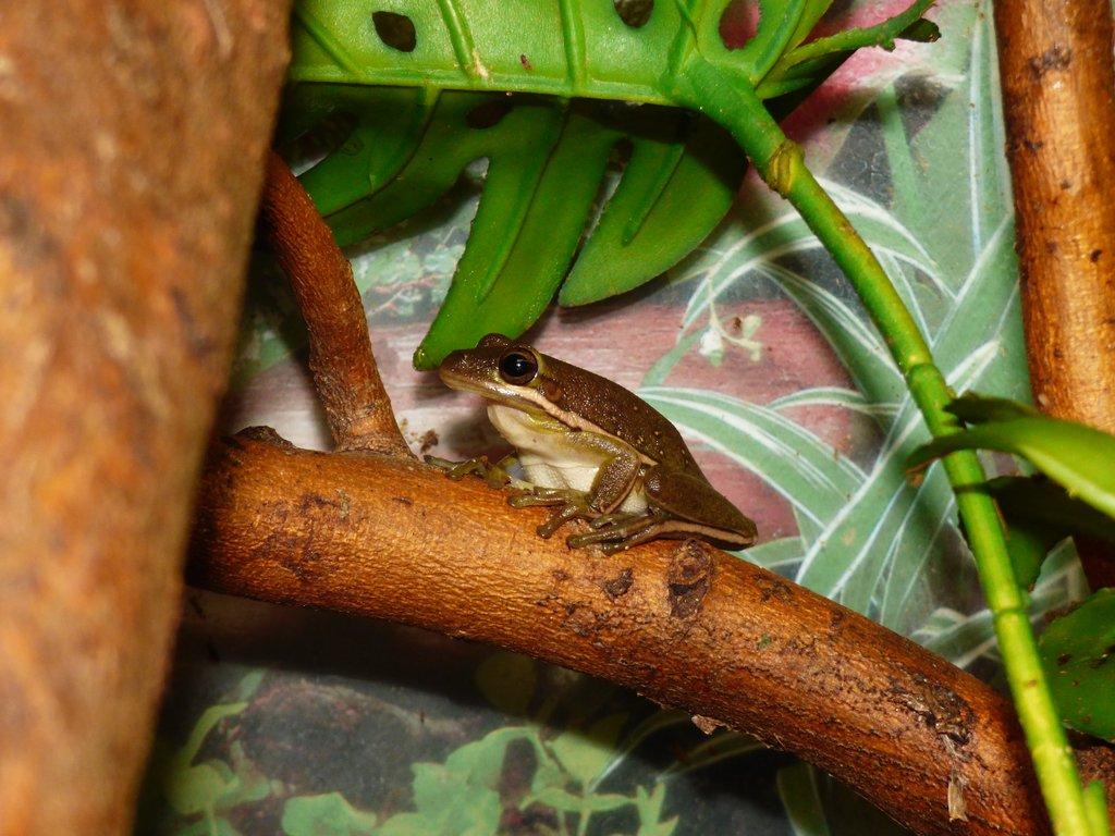 Rosnička karolínská (Hyla cinerea)