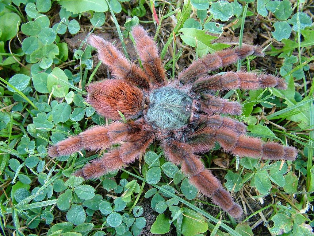 Avicularia versicolor