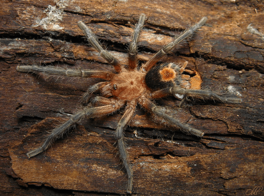 3.0 Cyriocosmus perezmilesi