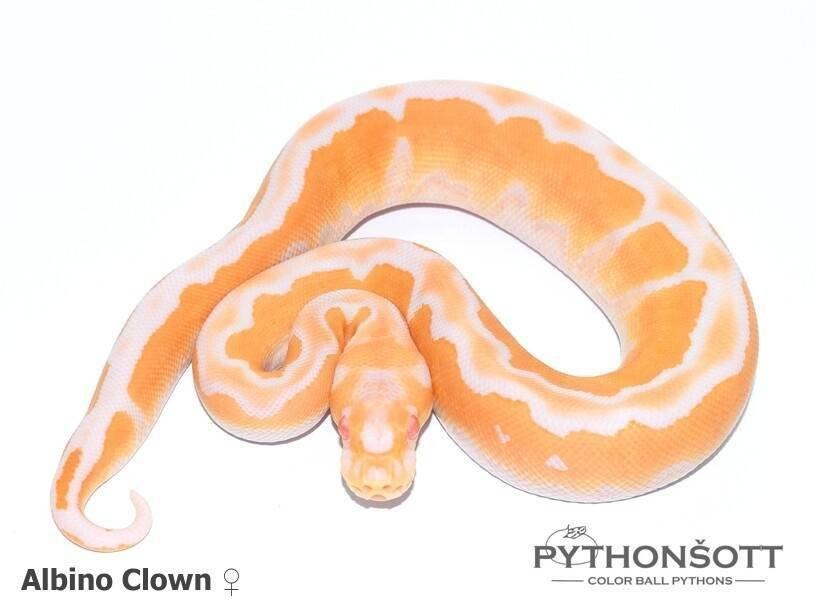 Krajta královská – mláďata z vlastního chovu