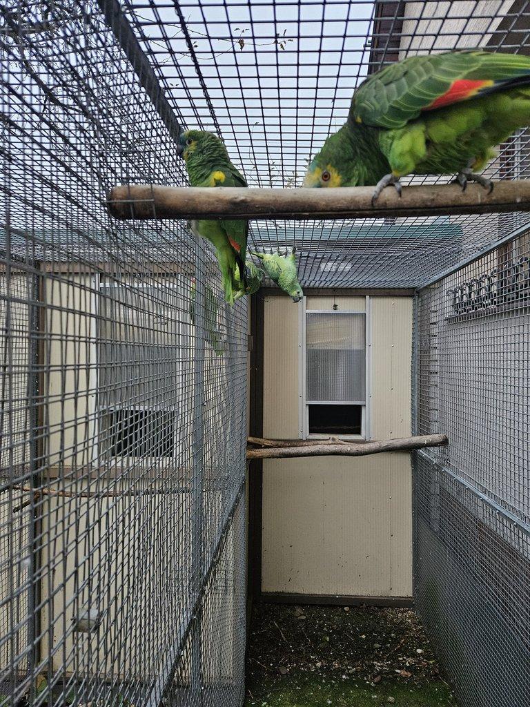 Amazoňan Modročelý žltolíci