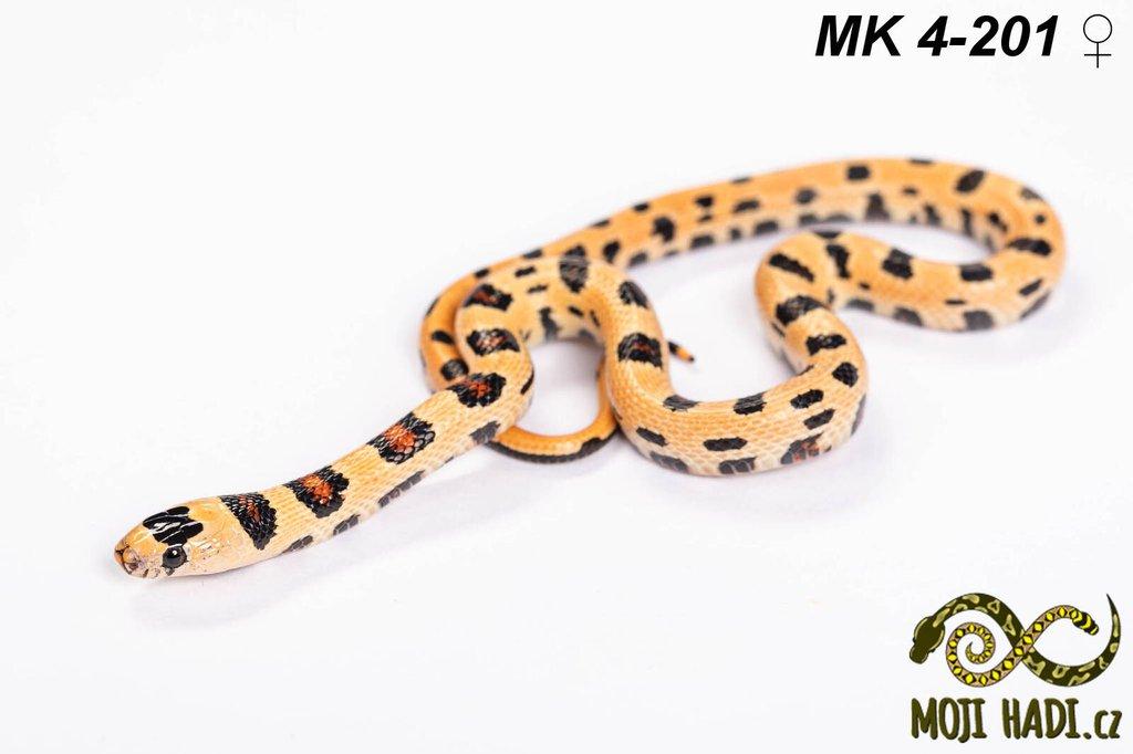 MAGMAKING - korálovka - Lampropeltis