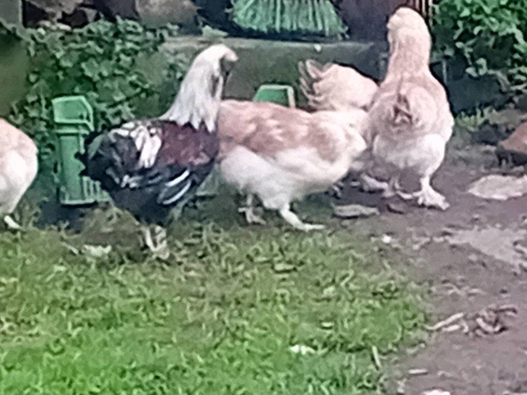 Násadová vejce krůta