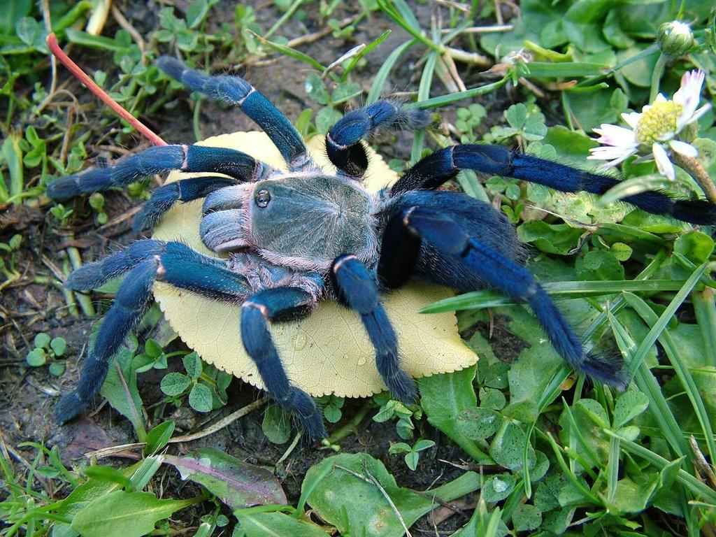 Haplopelma lividum