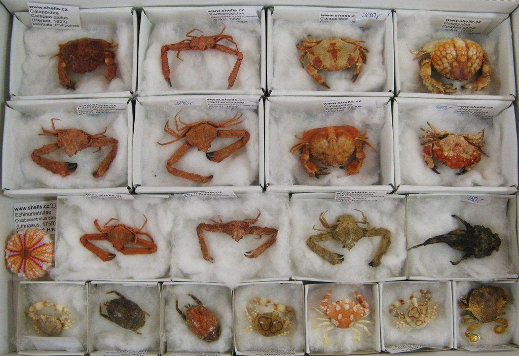 Výstava lastur a mořských přírodnin BRNO - 28. březen 2026