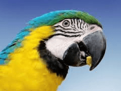 Avicentra + Avest + Deli nature  + Top granule pro Psy - dovoz  do 50 km - 602664101