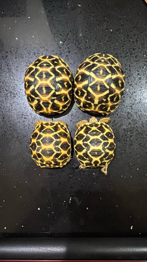 Geochelone elegans 0.0.4