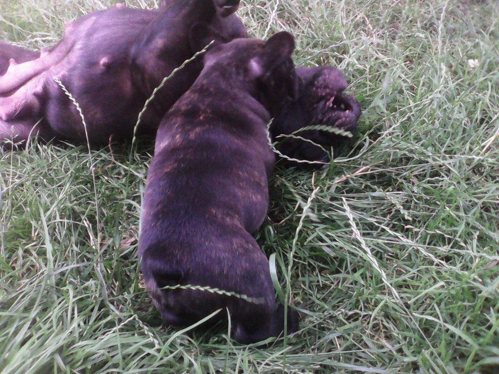 Francouzský buldoček štěňata s PP