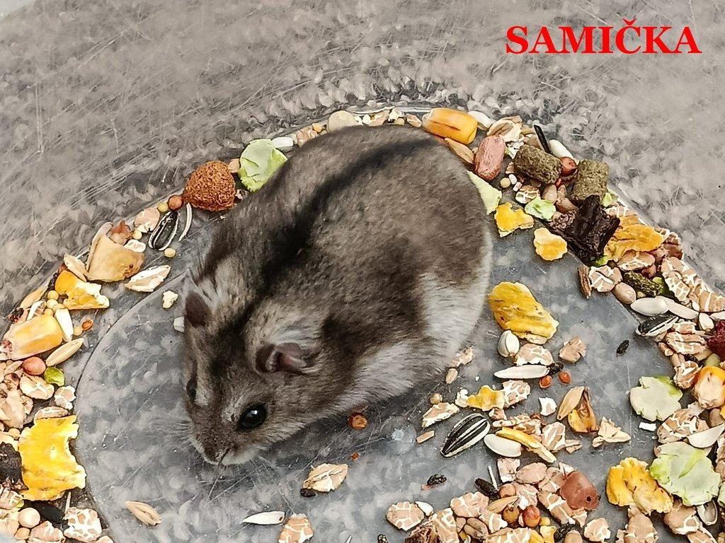 Křečík džungarský