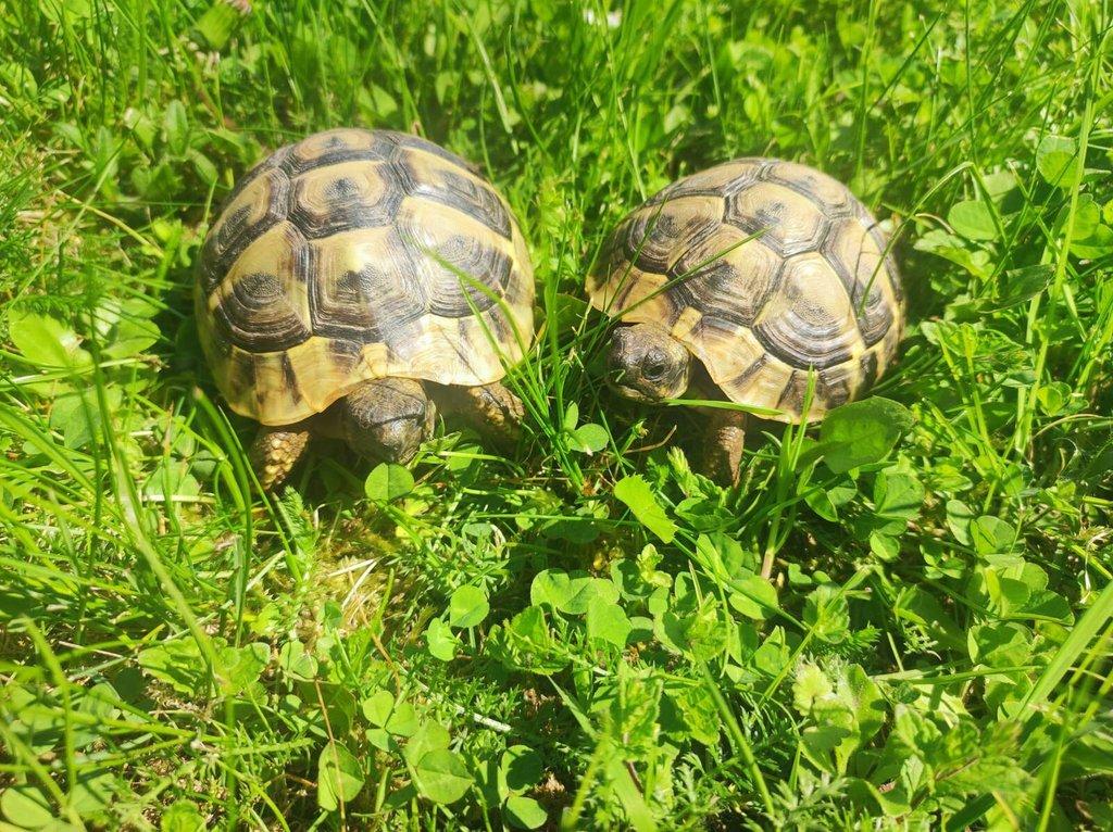 Želva zelenavá - Testudo hermanni, želva žlutohnědá - testudo graeca