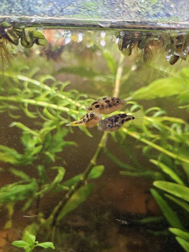 Prodám čtverzubce trpasličí🐡