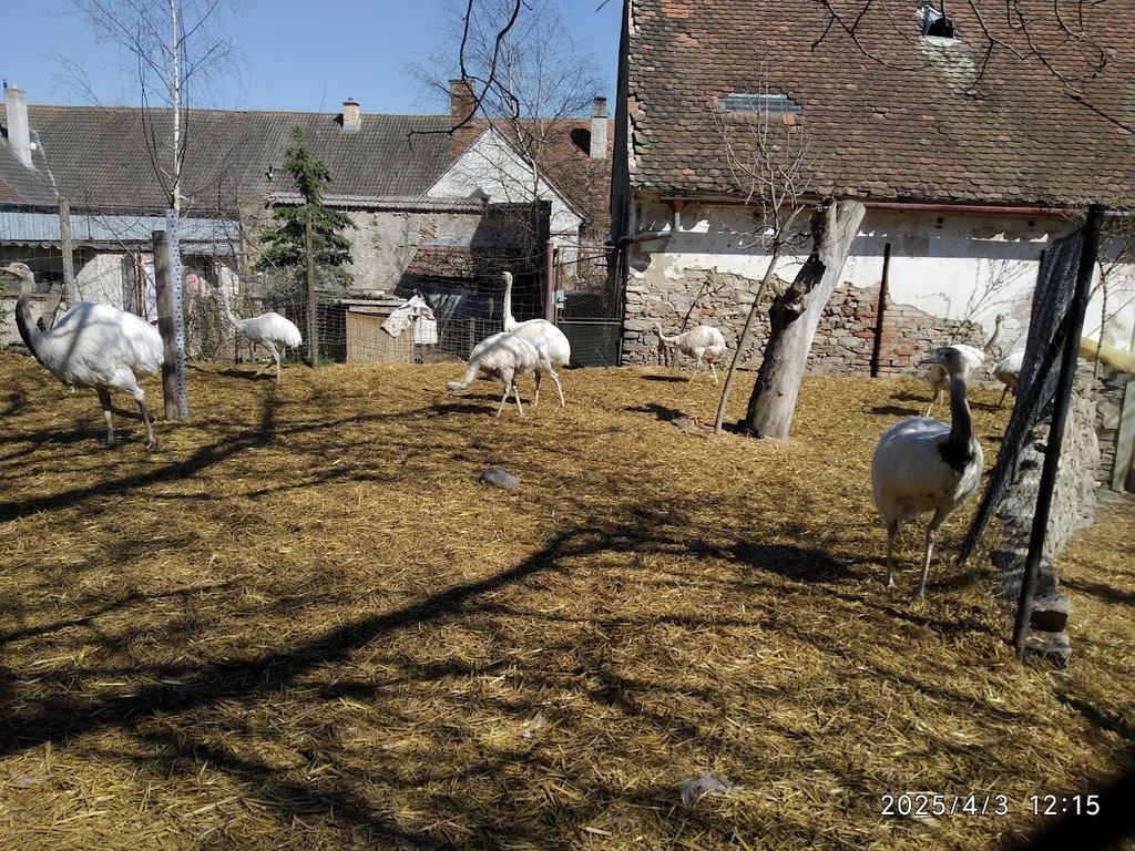Nandu pampový / Rhea americana, bílá forma