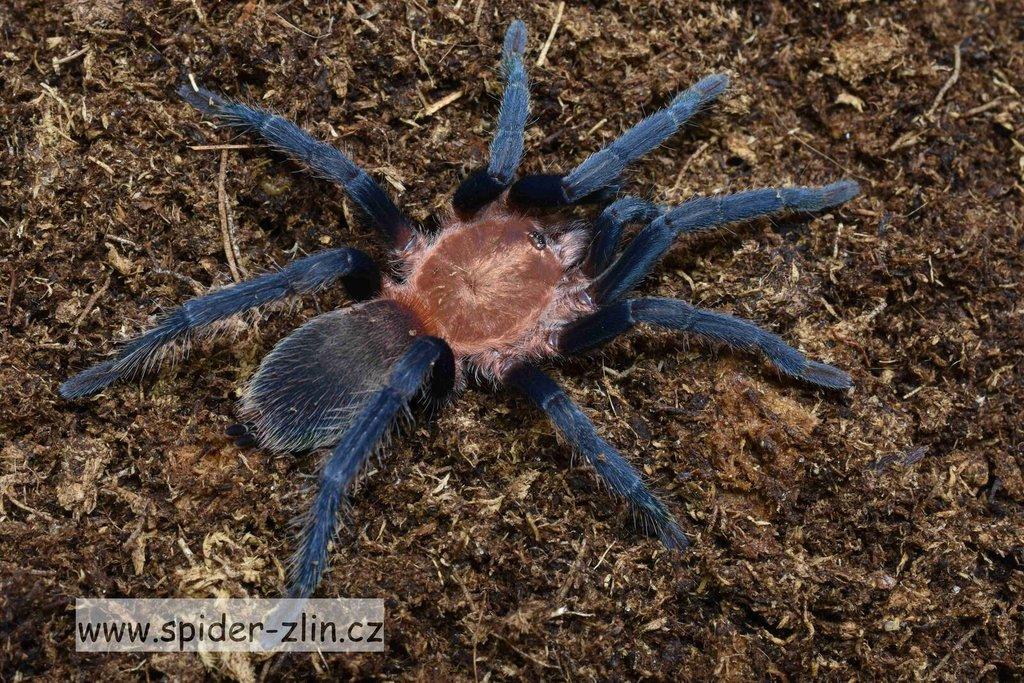 Samice P. victori, D.pentaloris, A. rufus, B. simoroxigorum a mnoho dalších zajimavých sklípkanů