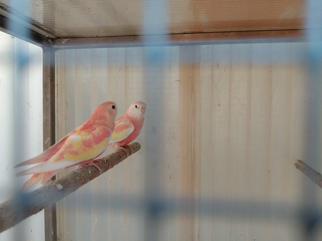 Neoféma Bourek - rubino