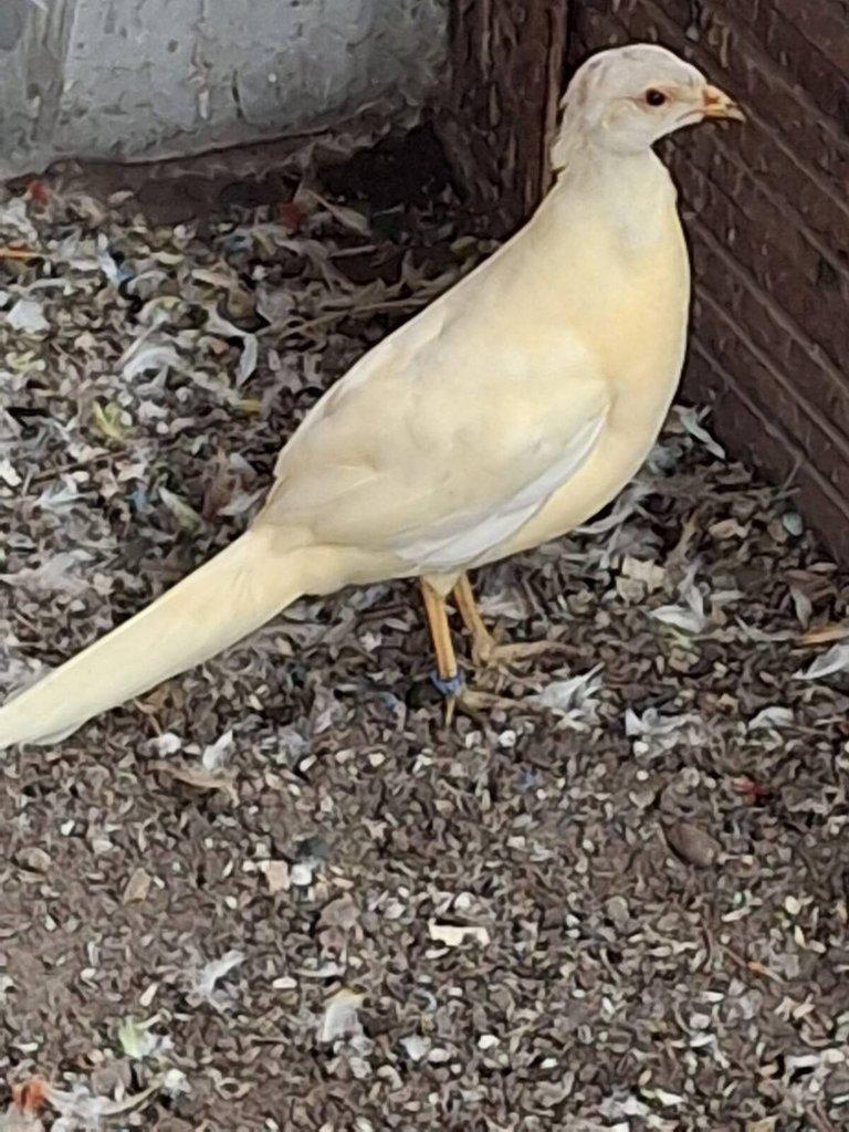 Bažant broskvový zlatožlutý