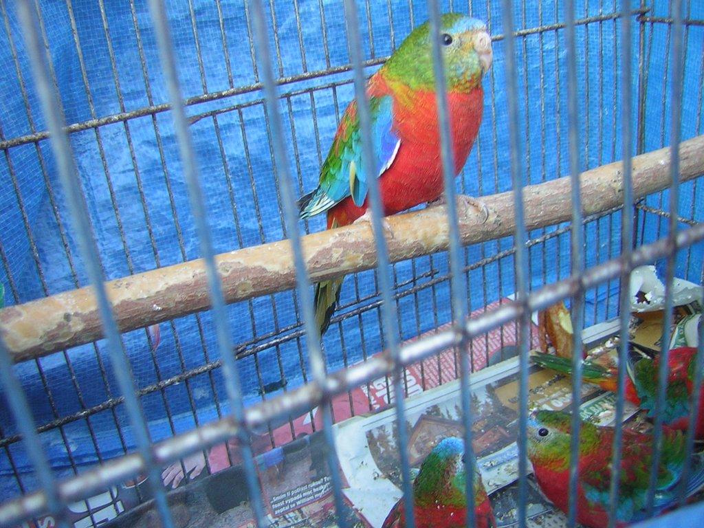 Neoféma tyrkysová - rudoprsý opalin