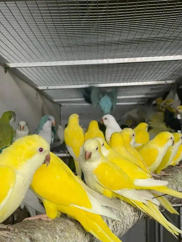 Výkup exotického ptactva - Dadal animals s.r.o.