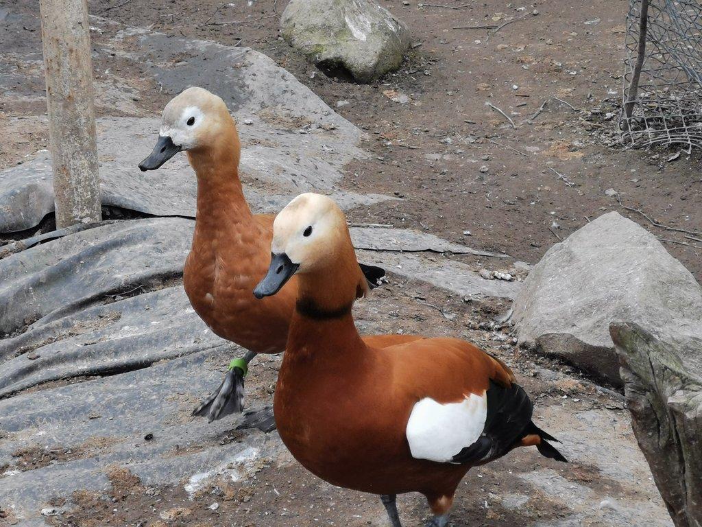 Prodám husice rezavé