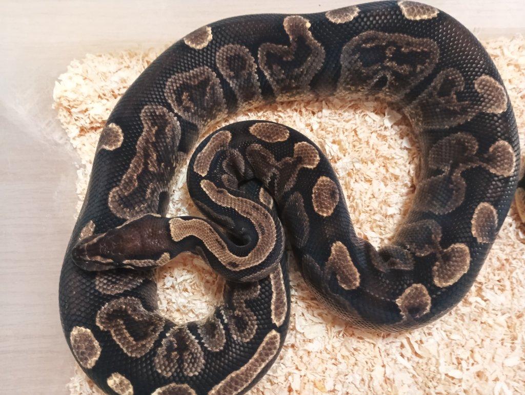Python regius