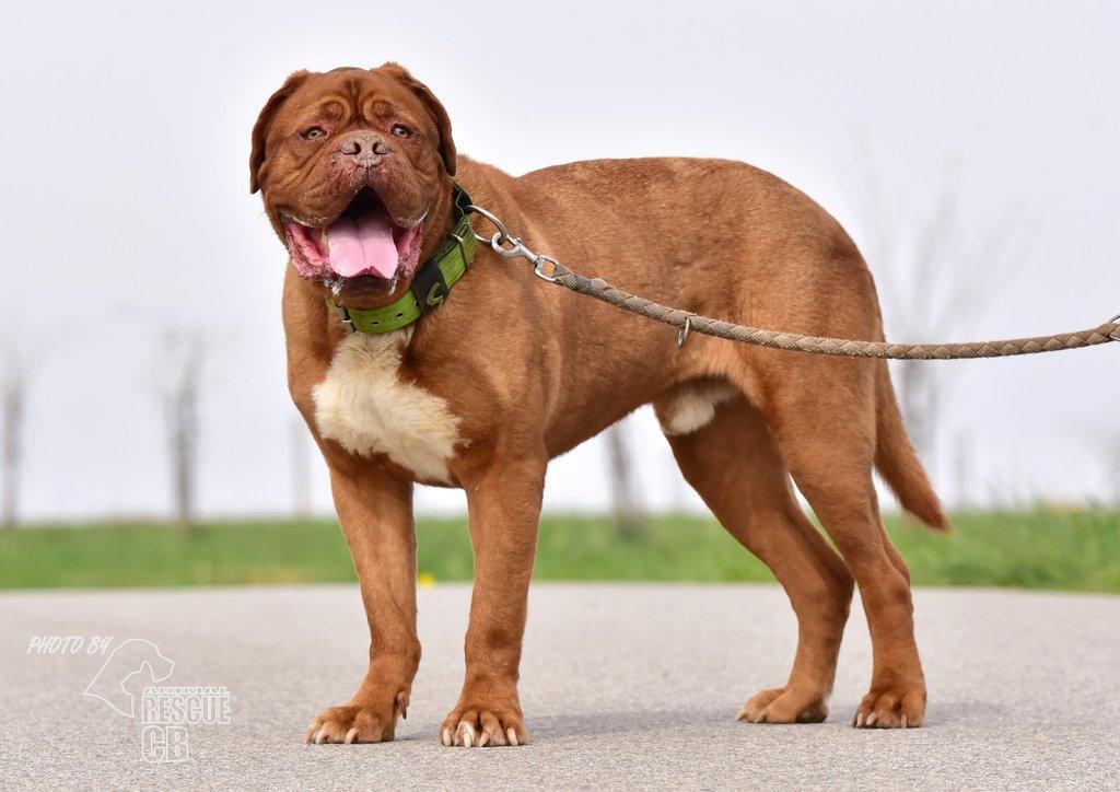 Darujeme psa bordeauxské dogy