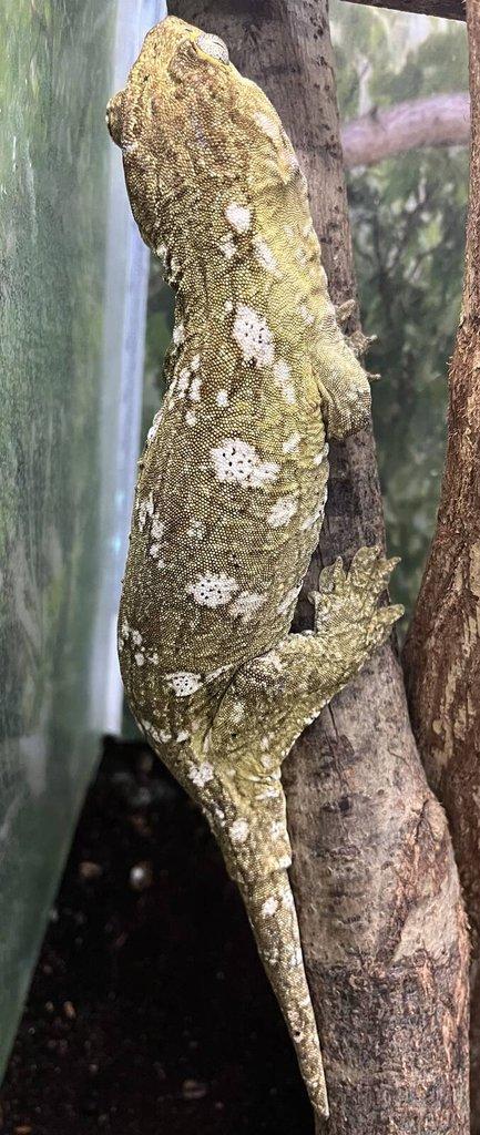 Rhacodactylus leachianus "Mt. Koghis"