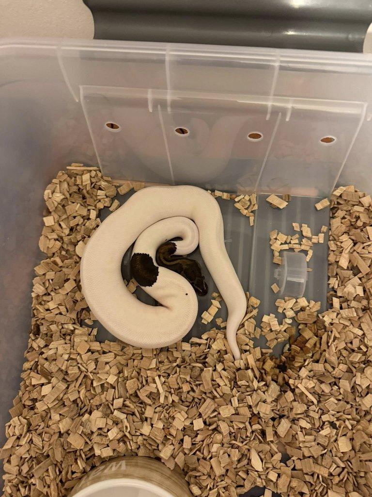 P. regius mahogany pied, pied a black pastel het pied