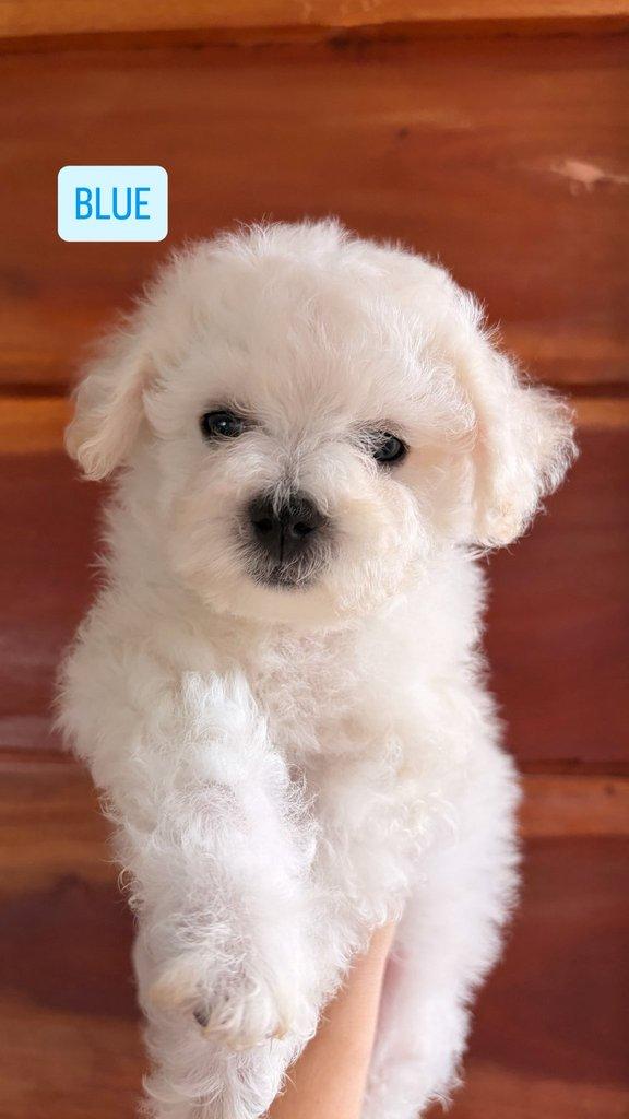 K dispozici Bišonek Frisé