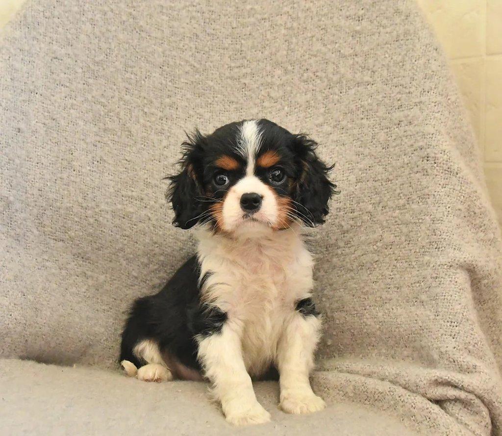 Kavalír King Charles španěl fenka s PP k odběru