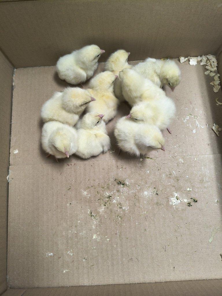 Kuřata plymutka bílá Česká zlatá kropenka