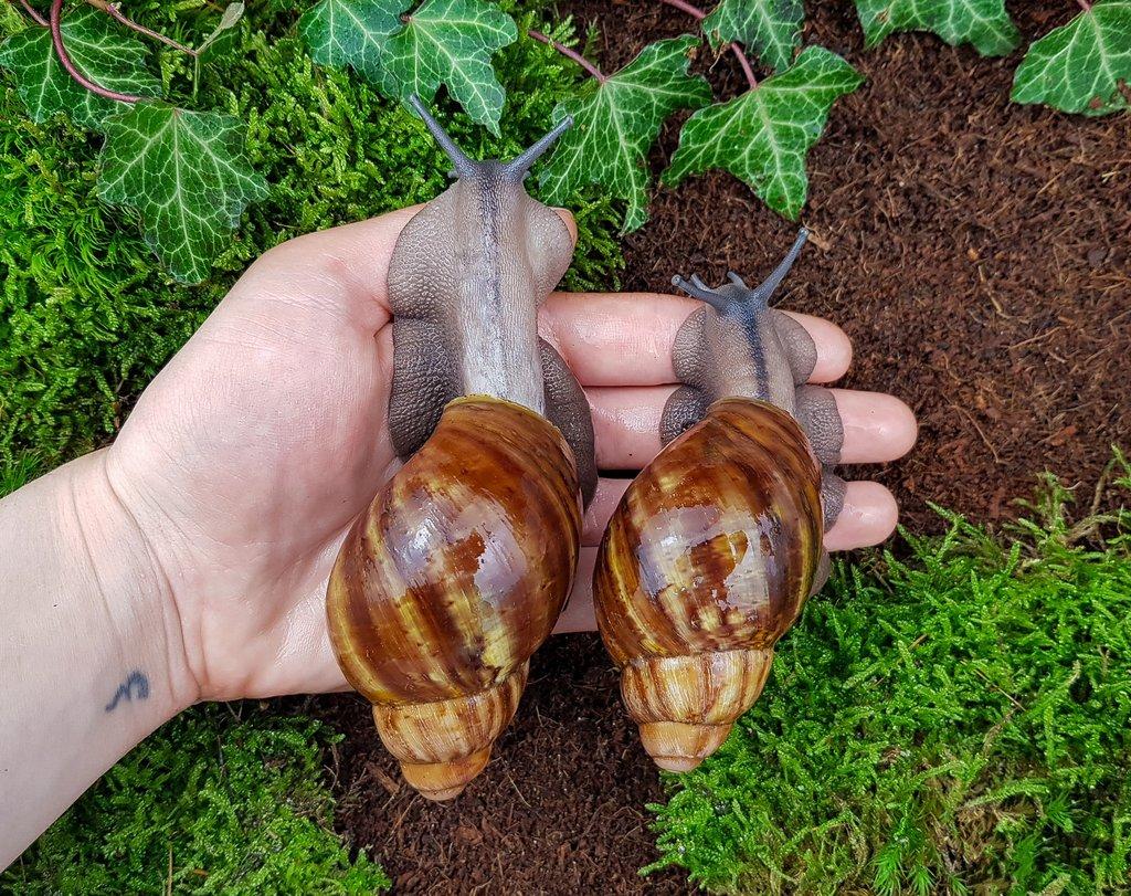 Africký šneci Archachatina ventricosa