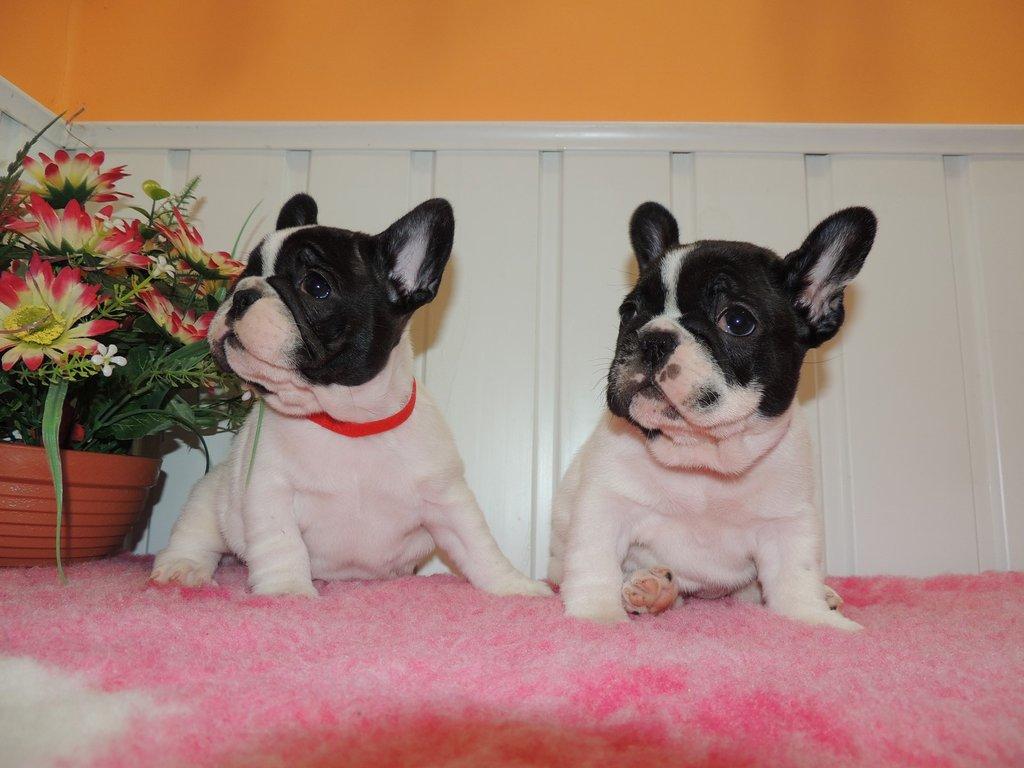 Francouzský buldoček s PP.